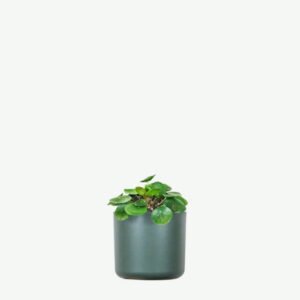 plants ecommerce product featured img 12