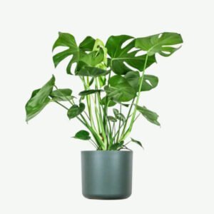 plants ecommerce product featured img 14