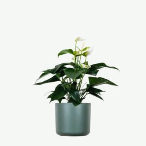 plants ecommerce product featured img 9